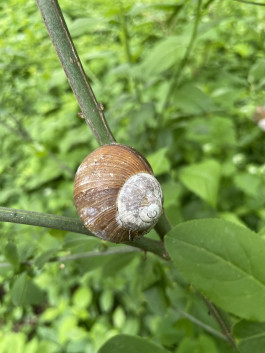  Naturkindergarten Eilenriede